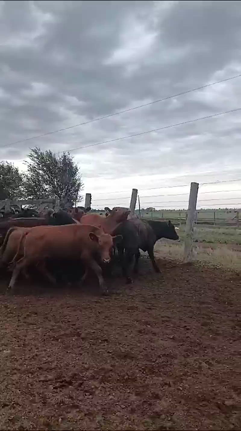 50 Terneros