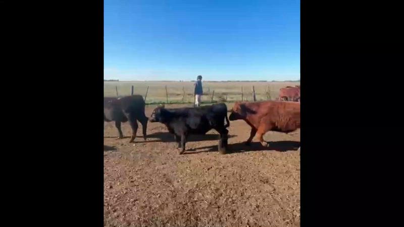 140 Terneros