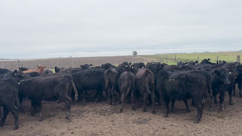 85 Terneras