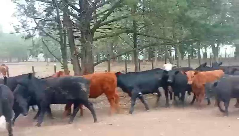 70 Terneros y Terneras