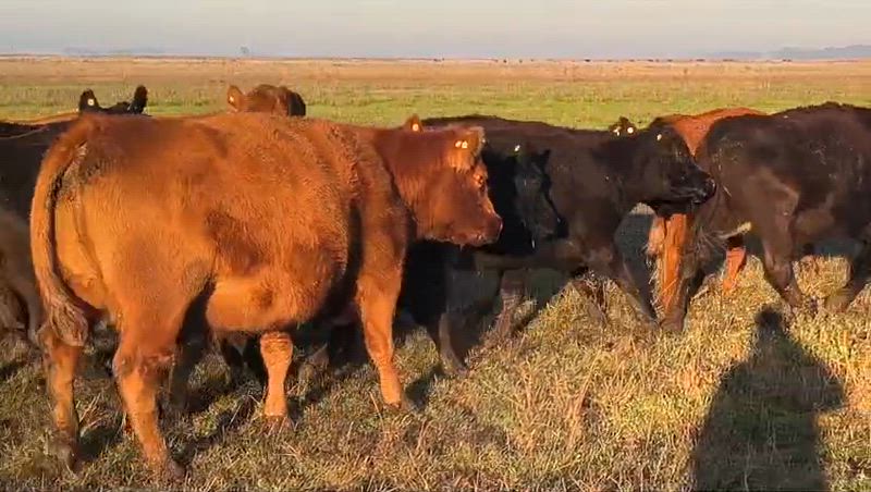 25 Vacas CUT Preñadas