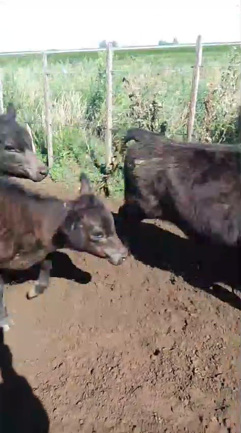 90 Terneros y Terneras