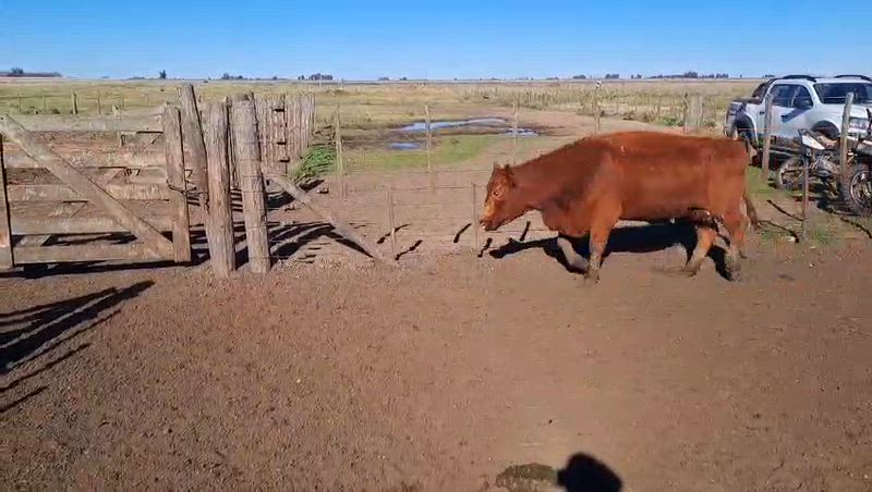 30 Vacas preñadas