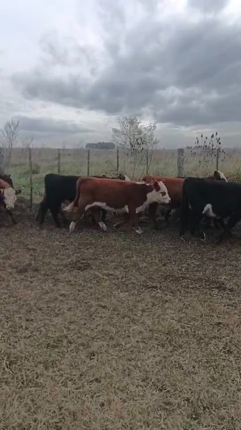 70 Terneros y Terneras