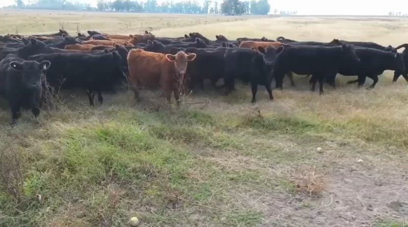 60 Terneras