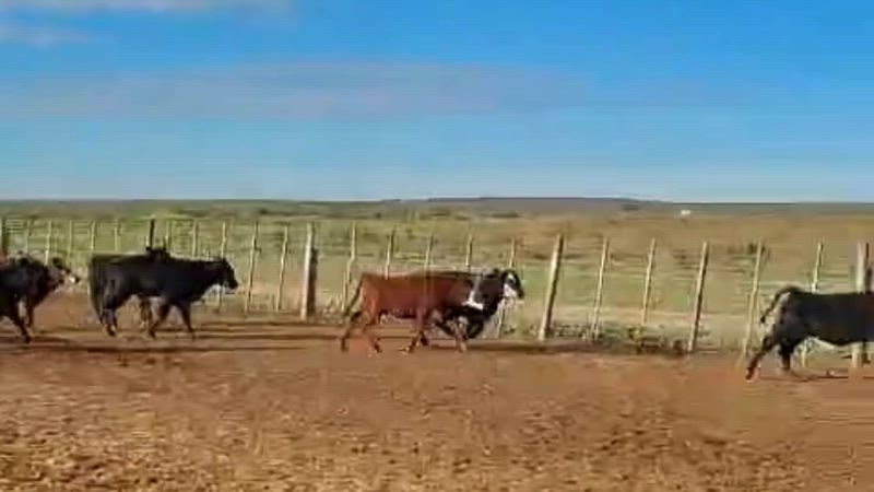 120 Terneros y Terneras