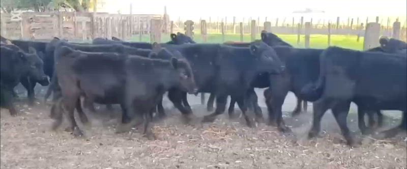 60 Terneros y Terneras