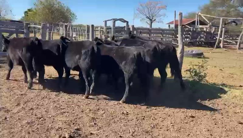 75 Terneros y Terneras