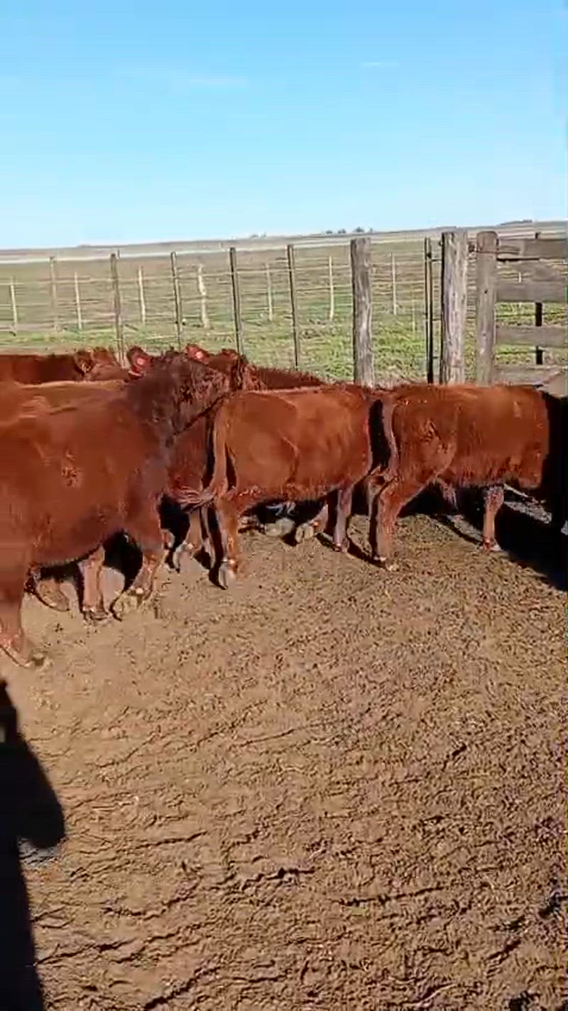 130 Terneros