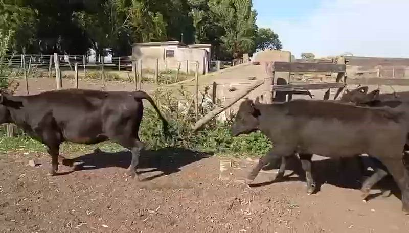 80 Terneros y Terneras