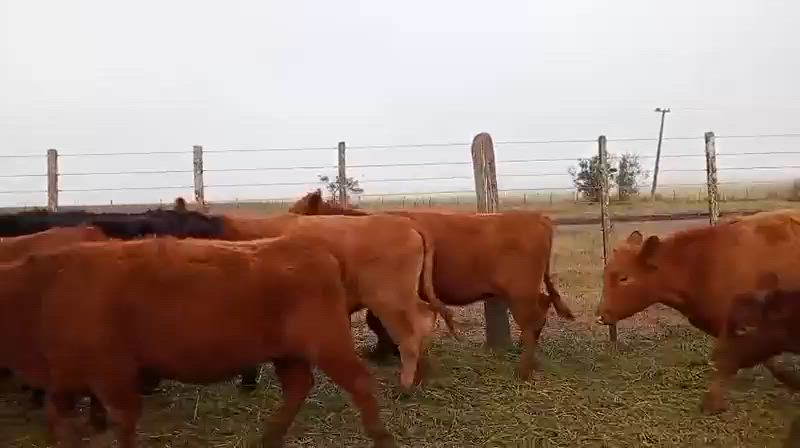 60 Vaquillonas Preñadas