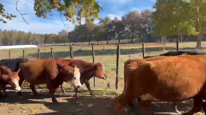 130 Vacas preñadas
