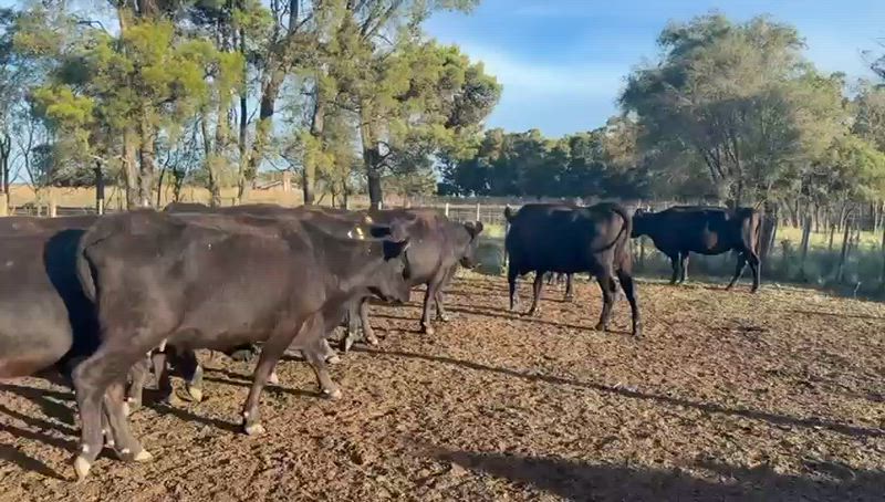 40 Vacas CUT Preñadas