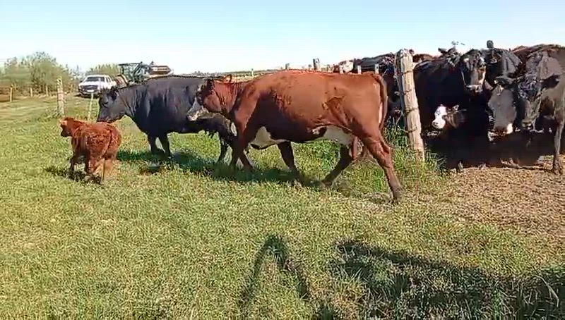 25 Vacas con cría