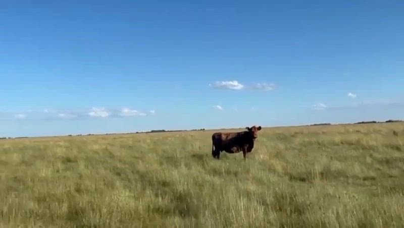 25 Vacas CUT con cría