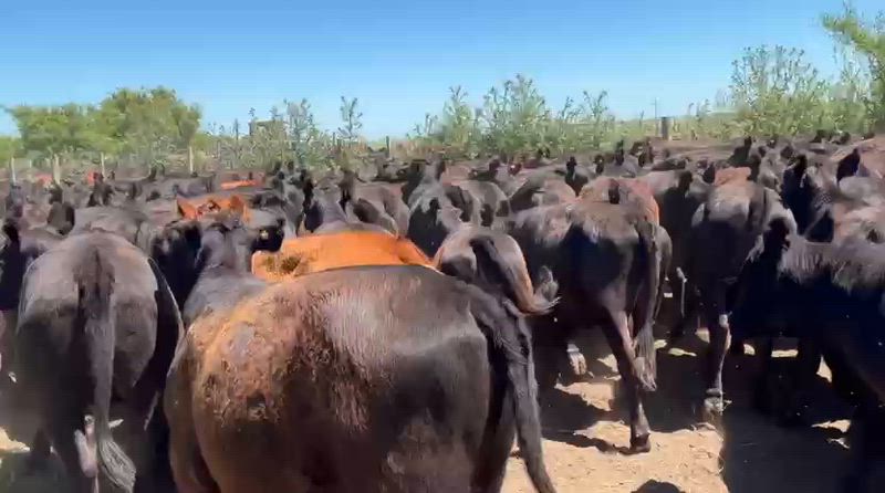 120 Vaquillonas para madre