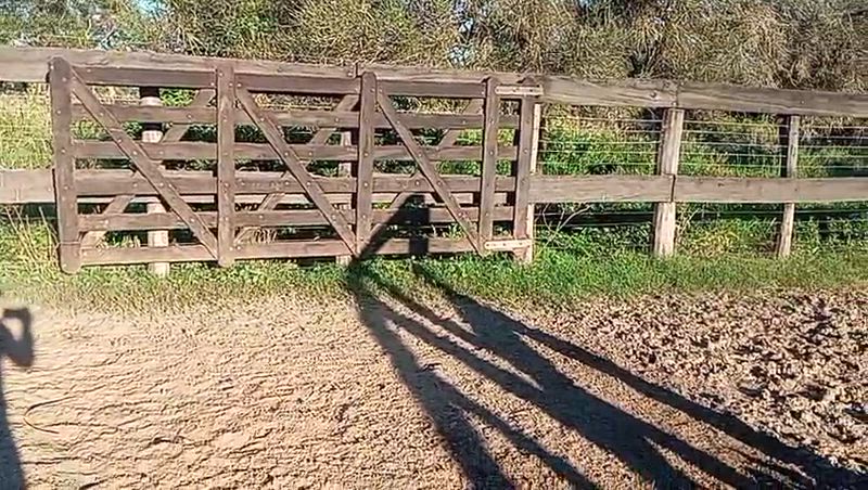 200 Terneros y Terneras