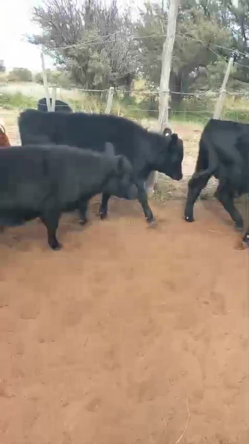 70 Terneros y Terneras