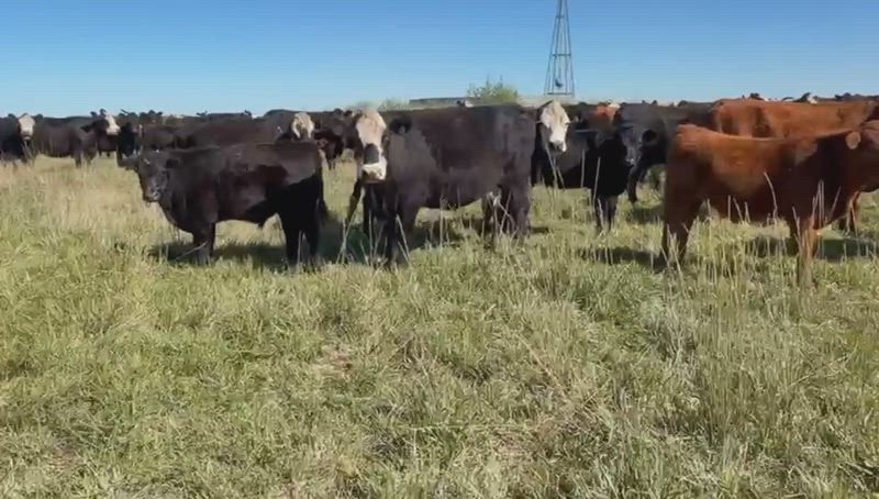 90 Terneros y Terneras