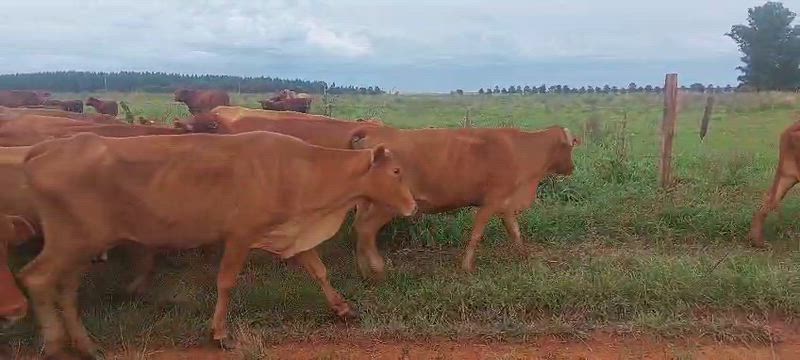 35 Vacas de invernada