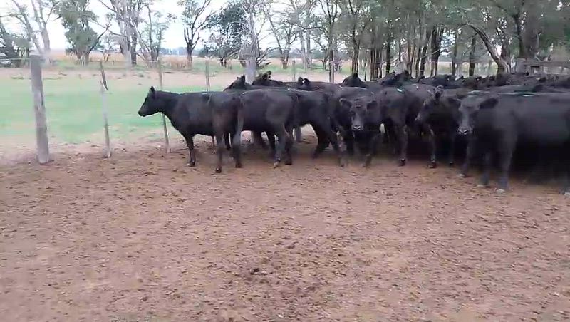 70 Terneros y Terneras