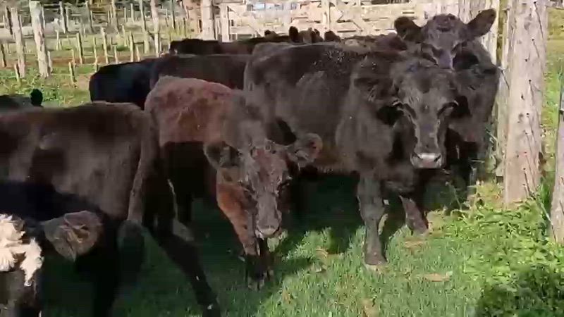 60 Terneros y Terneras