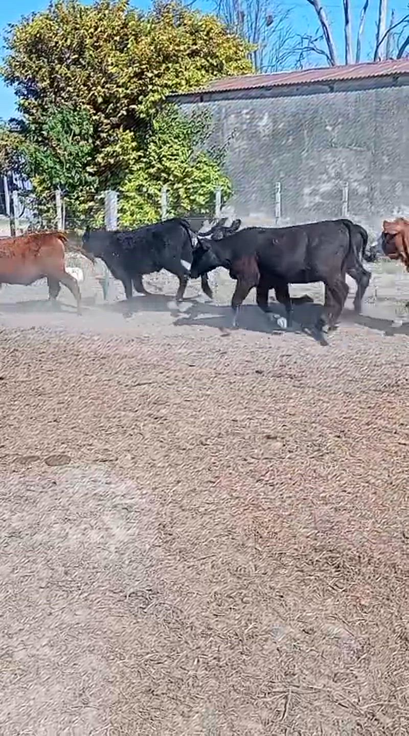 55 Terneros y Terneras