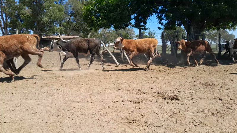 105 Terneros y Terneras