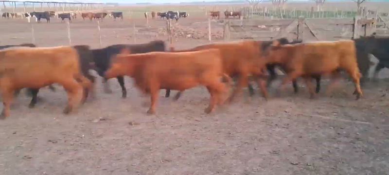60 Terneros y Terneras
