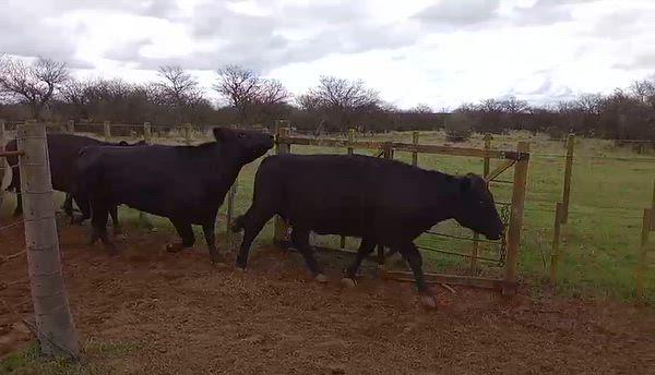 75 Vacas preñadas