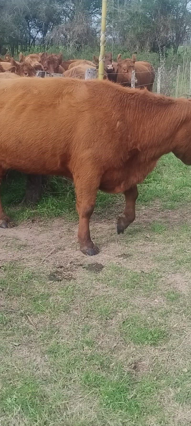 20 Vacas preñadas