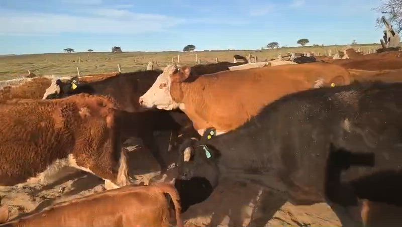 65 Vacas CUT Preñadas