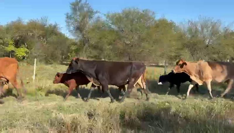 30 Vacas con cría