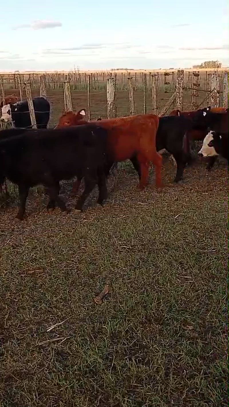 70 Terneros y Terneras