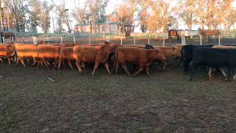 70 Terneras
