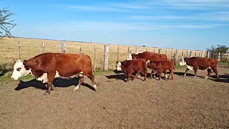 45 Vacas con cría