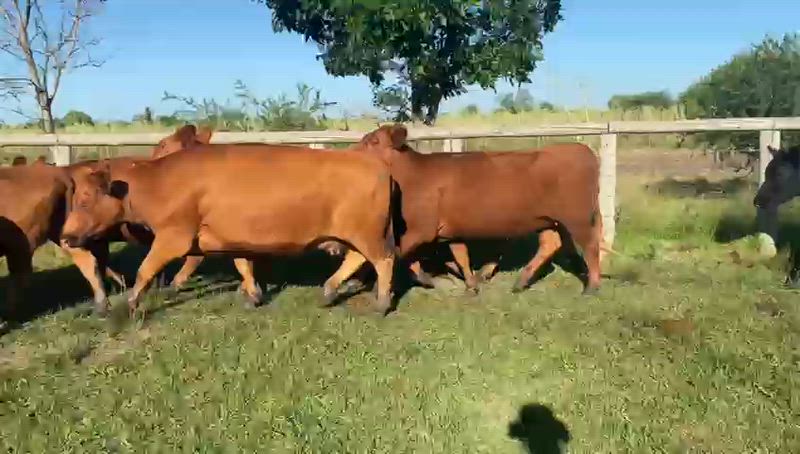 30 Vacas de invernada