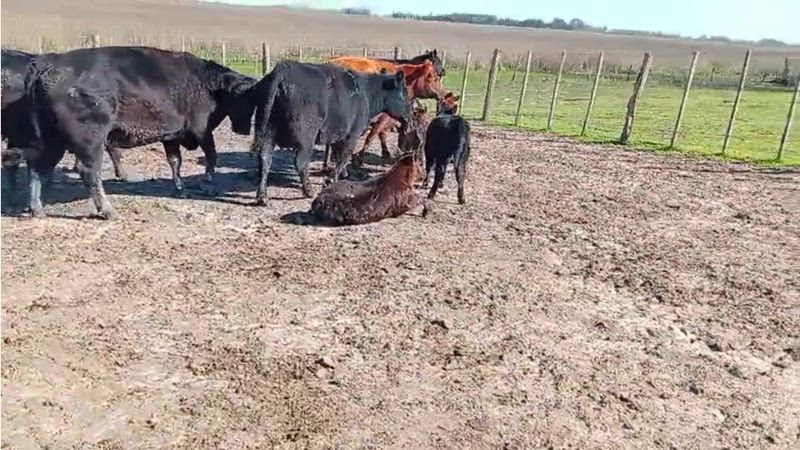 30 Vacas con cría
