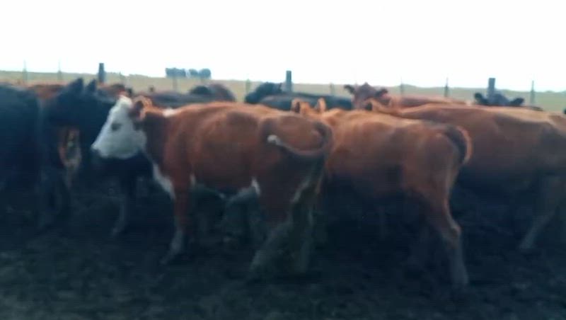 40 Vacas de invernada