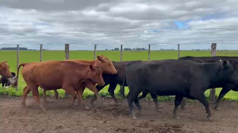 40 Vacas preñadas