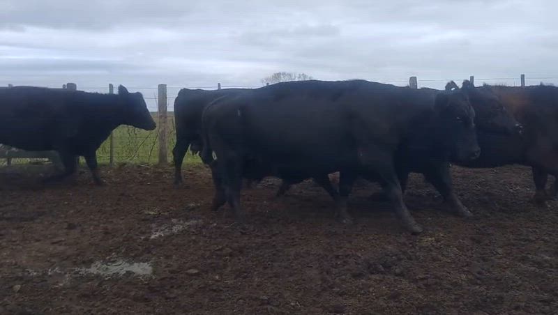 150 Vacas CUT Preñadas