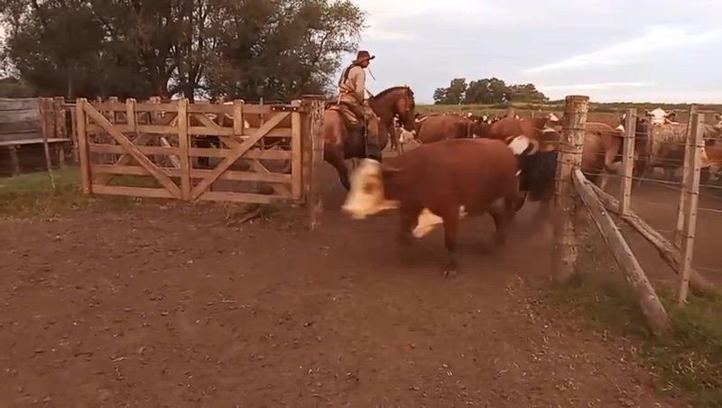 30 Vacas CUT Preñadas