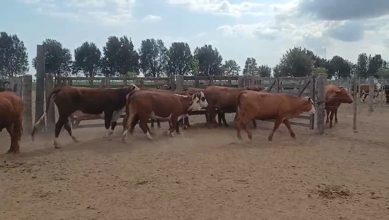 30 Vaquillonas Preñadas