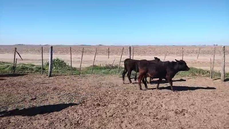 60 Terneros y Terneras