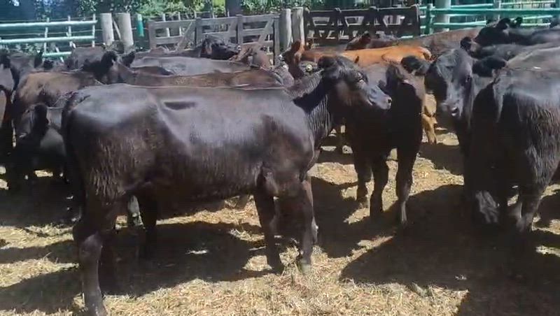 70 Terneros y Terneras