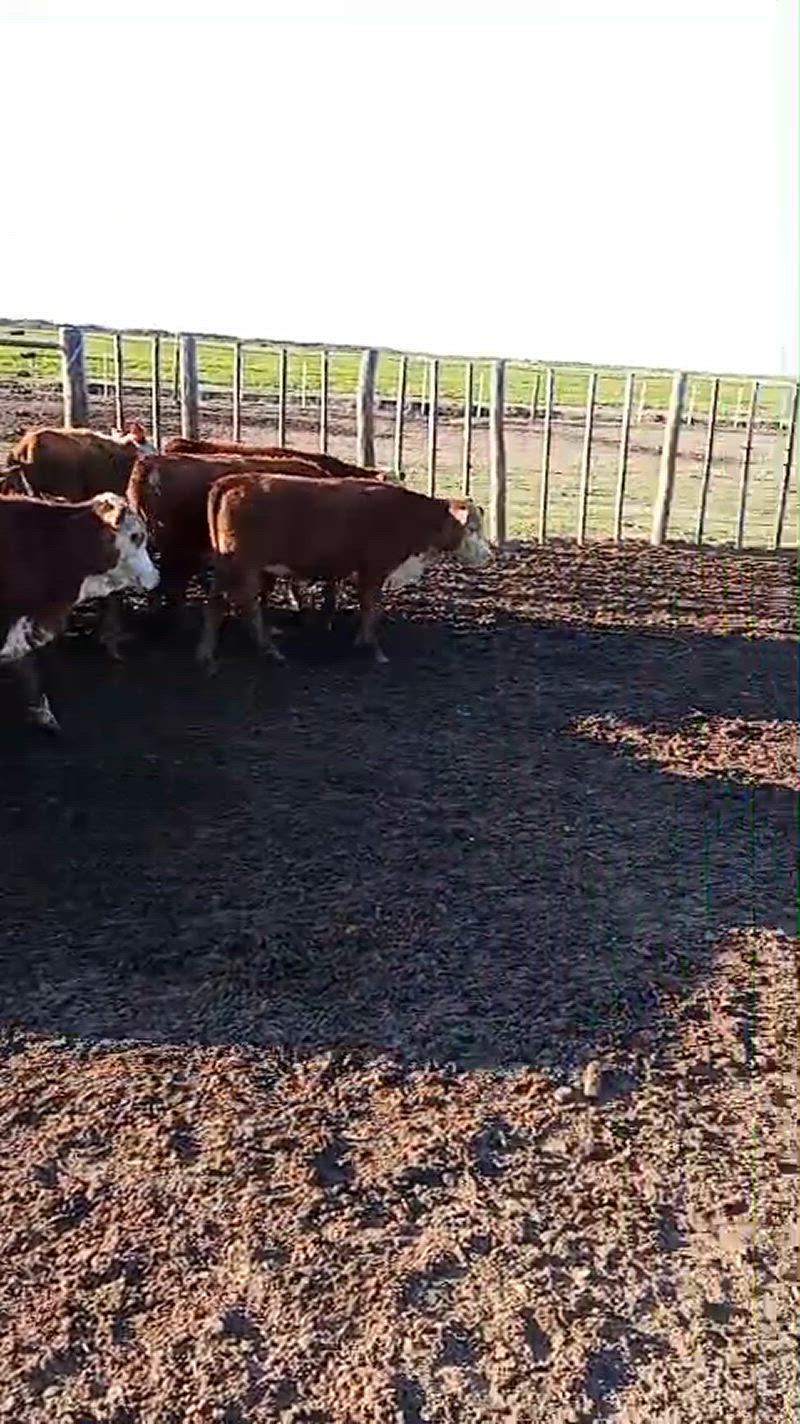 55 Terneras