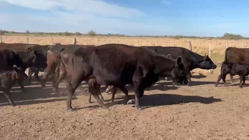25 Vacas CUT con cría