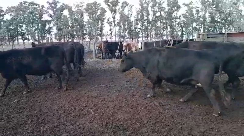 30 Vacas preñadas