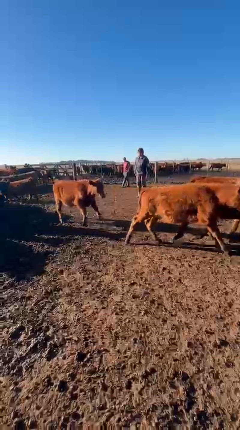 70 Terneros
