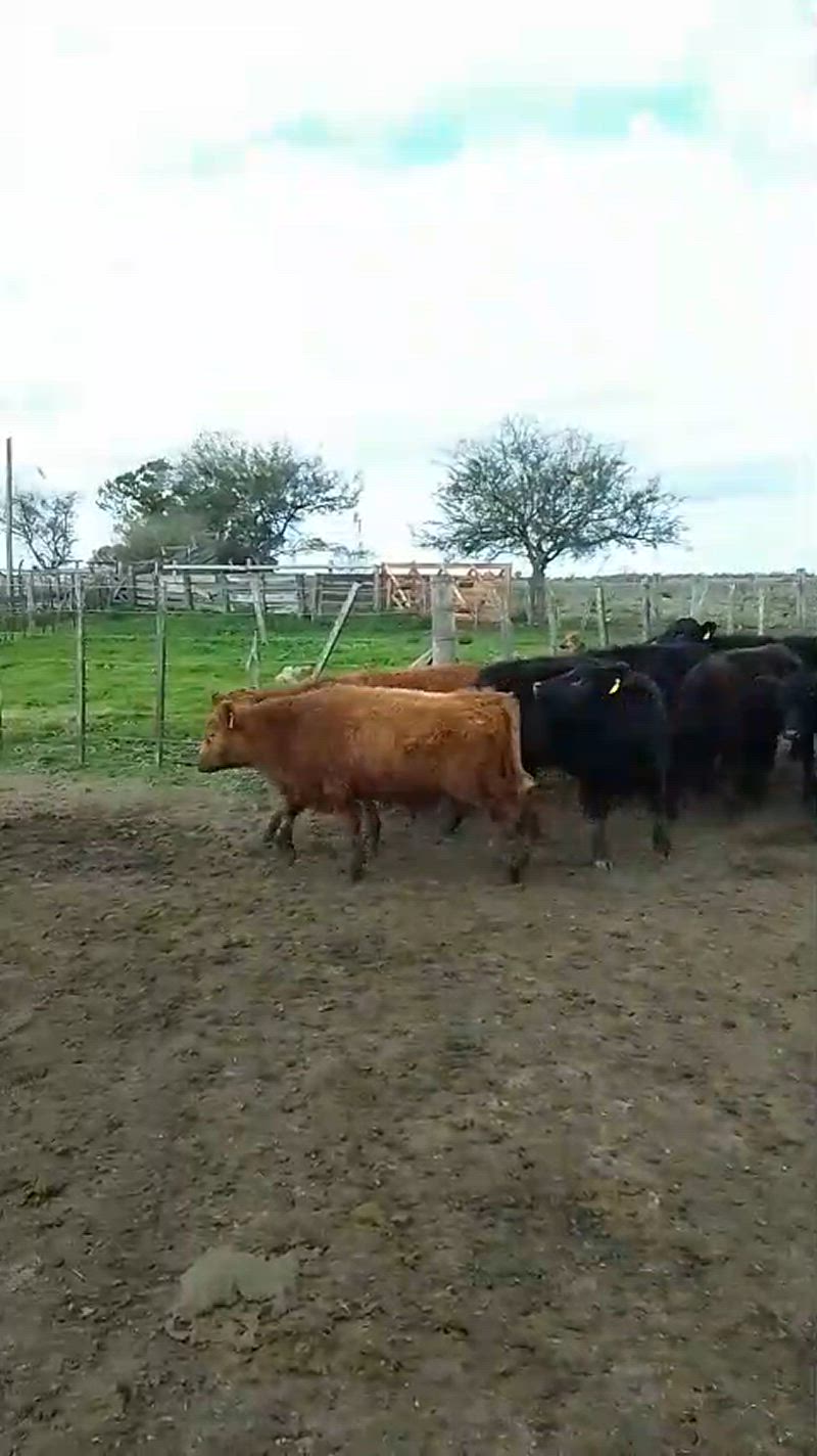 65 Terneros y Terneras